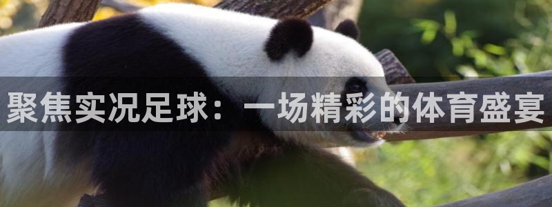  聚焦实况足球：一场精彩的体育盛宴