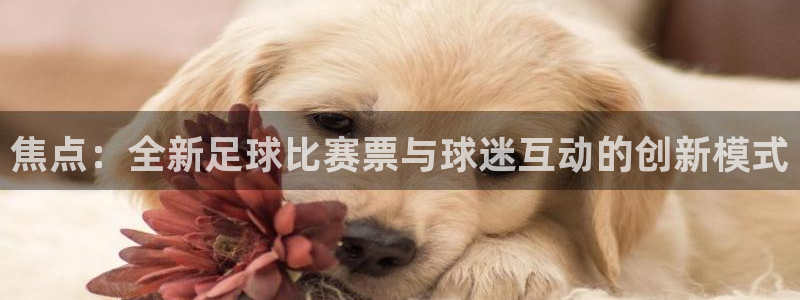 焦点：全新足球比赛票与球迷互动的创新模式